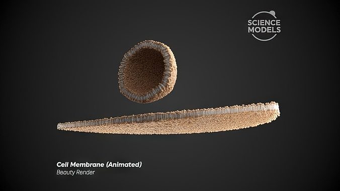Cell Membrane Transcytosis Animation 3D model animated | CGTrader