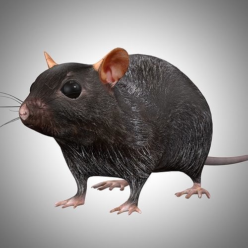 3D model Rat Rig VR / AR / low-poly | CGTrader