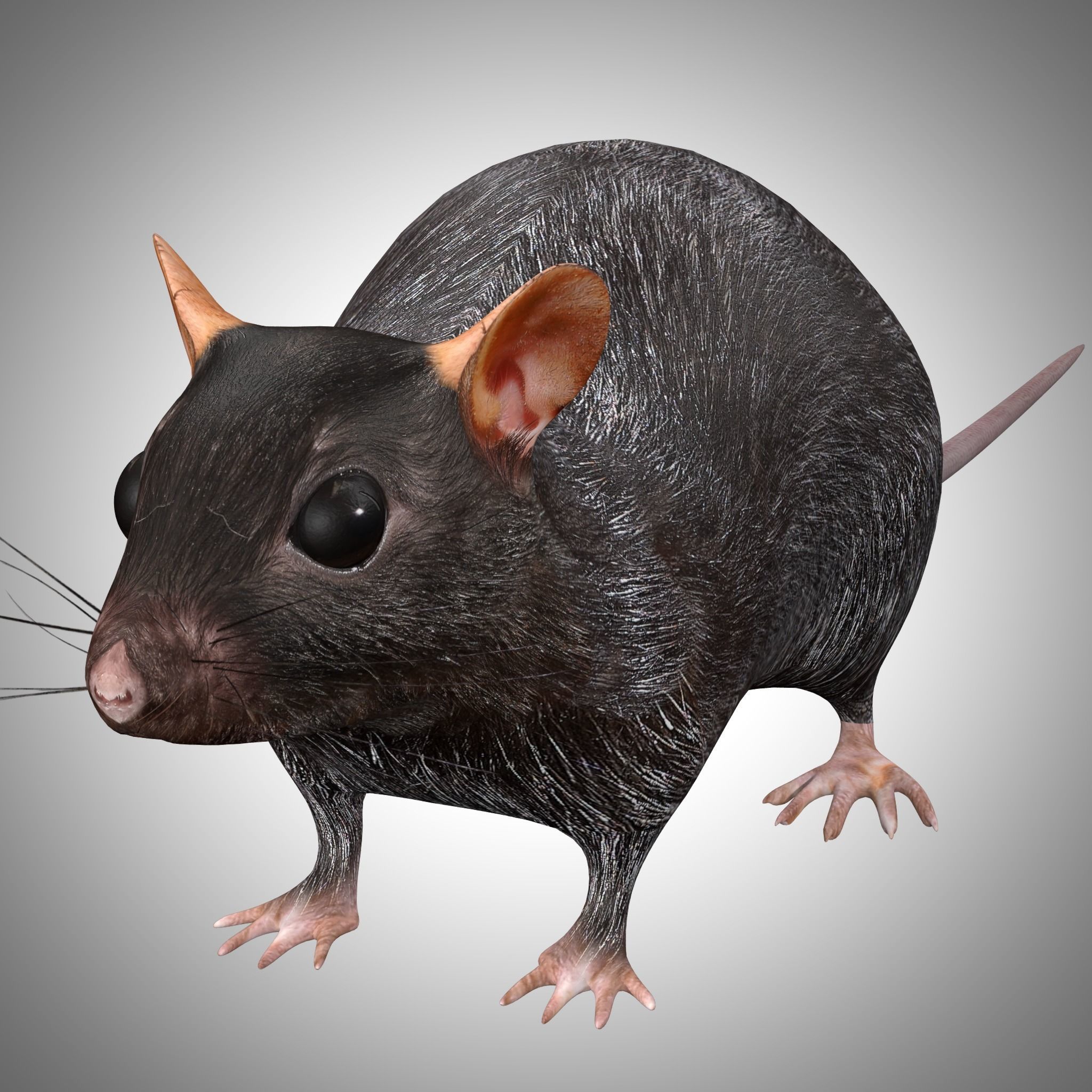 3D model Rat Rig VR / AR / low-poly | CGTrader
