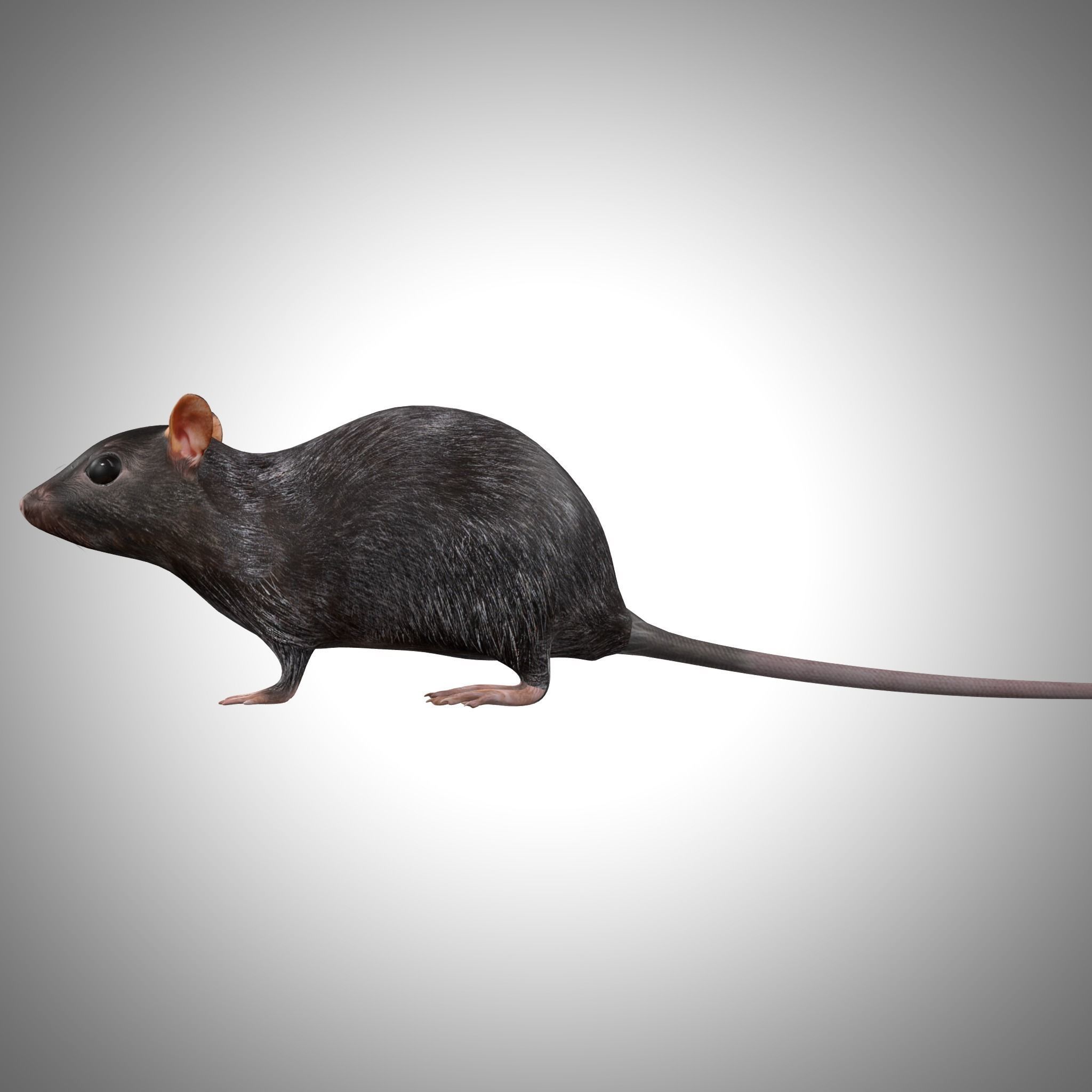 3D model Rat Rig VR / AR / low-poly | CGTrader