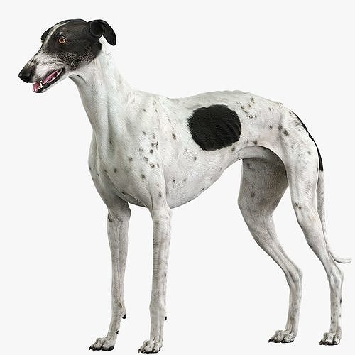 Greyhound Spotted