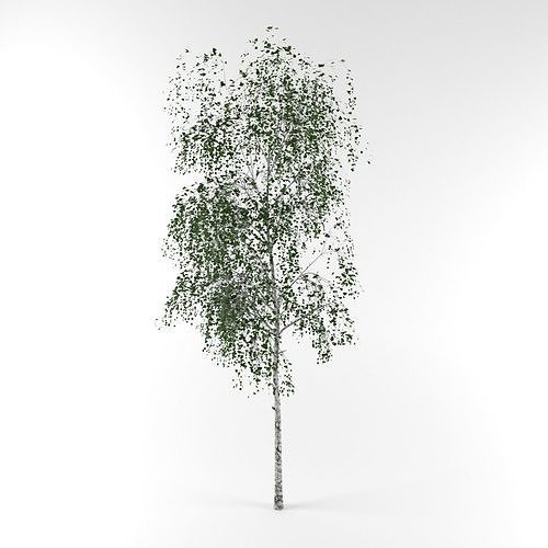 Birch tree free 3D model | CGTrader