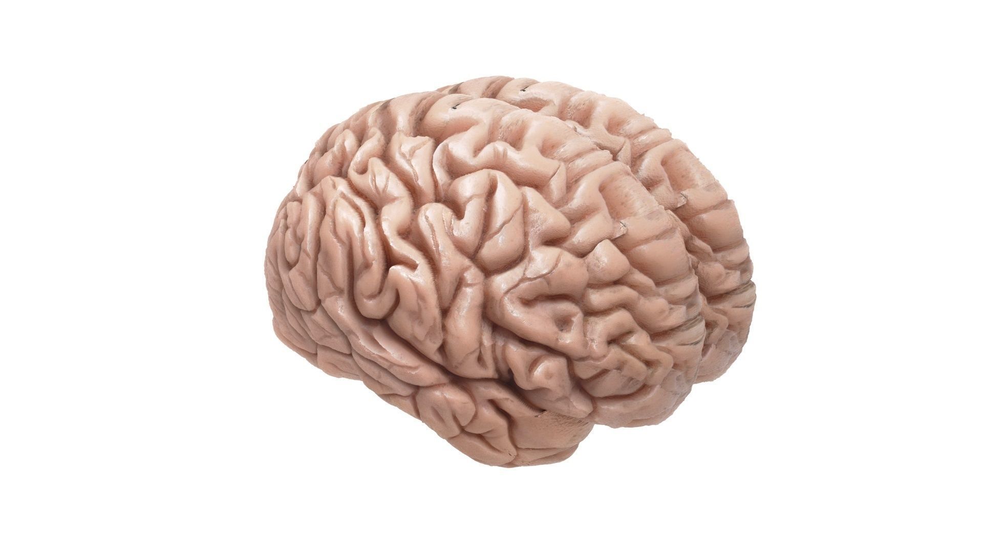 Human Brain 3D model CGTrader