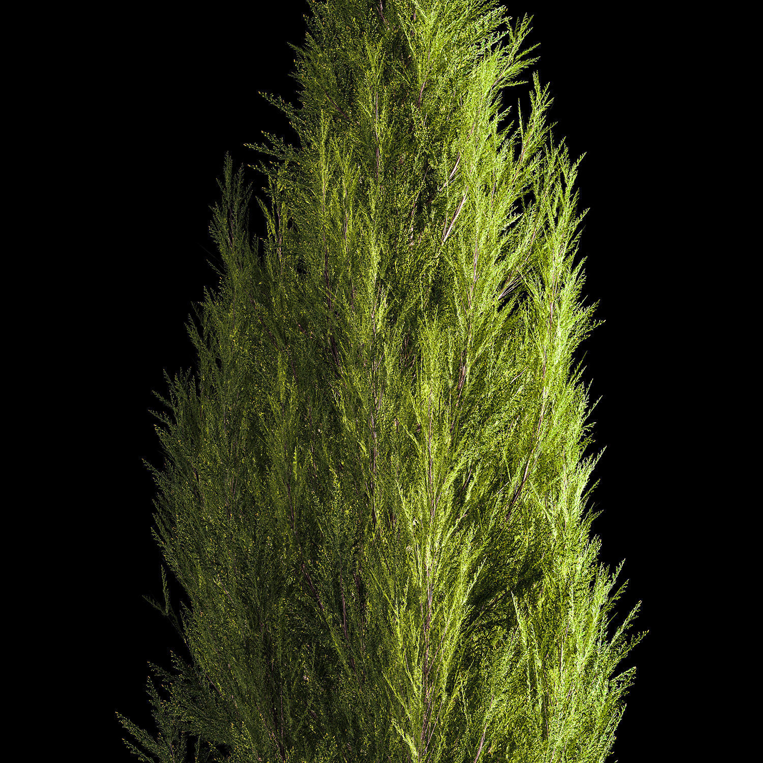 Juniper and thuja bushes for landscape design 1165 3D model | CGTrader
