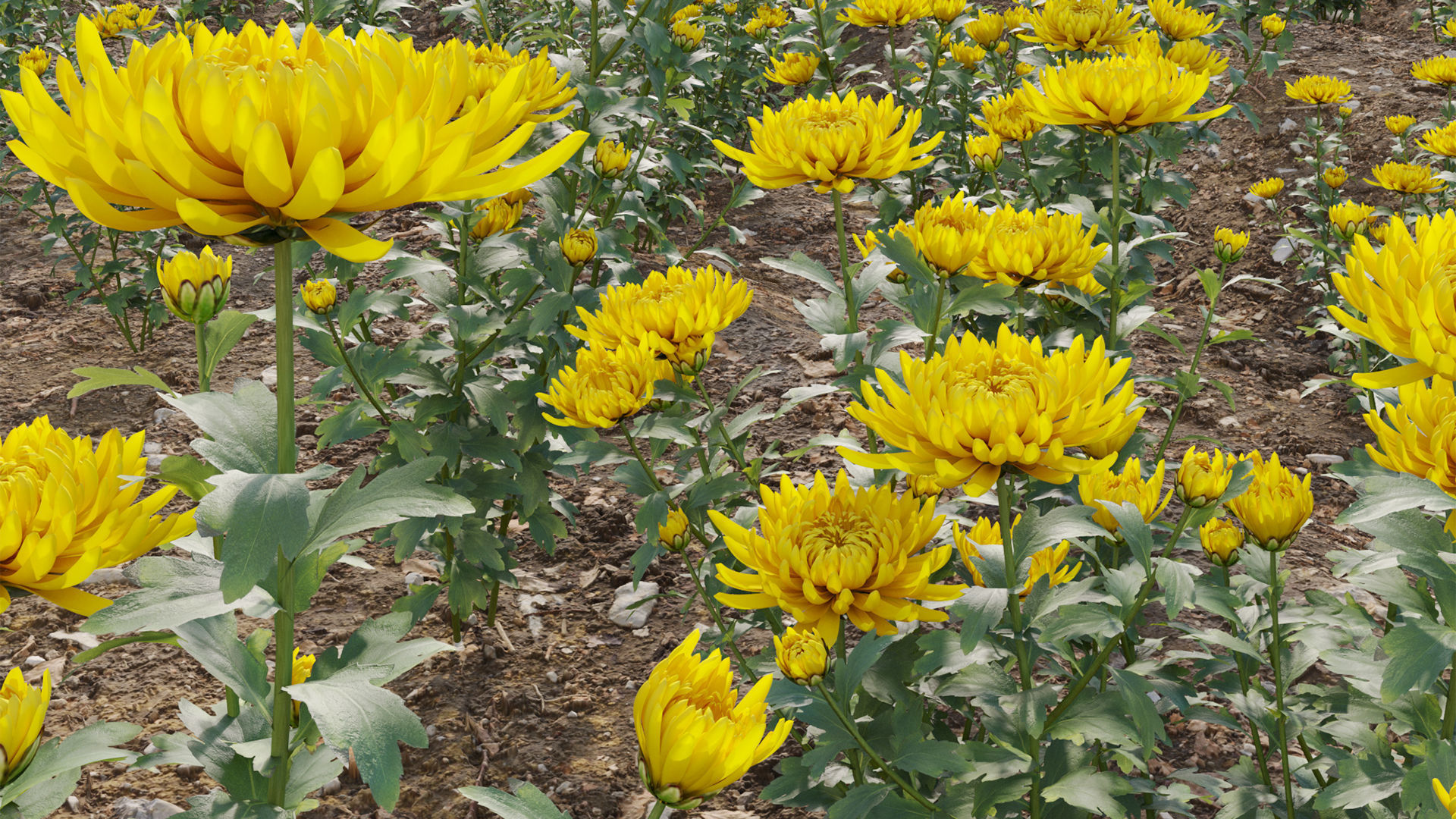 Chrysanthemum grandiflorum 01 3D model CGTrader