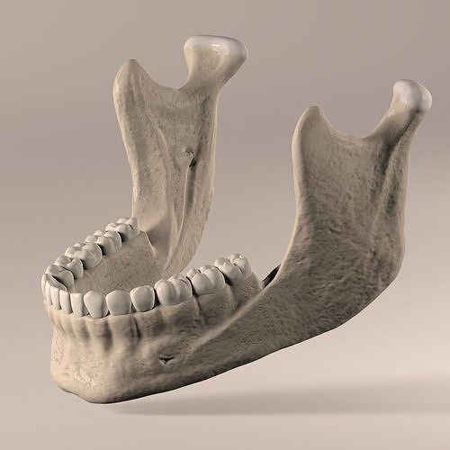 3D model Lower Jaw with Lower Teeth model VR / AR / lowpoly CGTrader