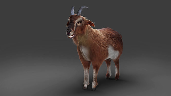 fur-goat-04-no-rigged-in-blender-3d-model-d296a3ba64.jpg
