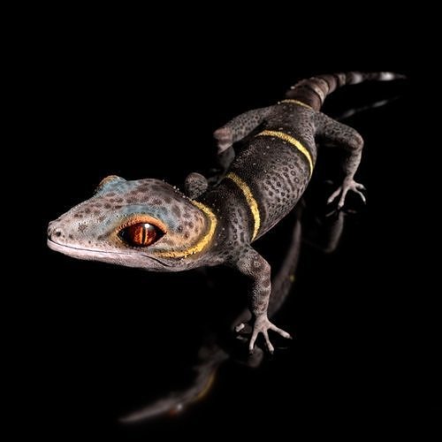 Chinese Cave Gecko Goniurosaurus hainanensis 3D model CGTrader