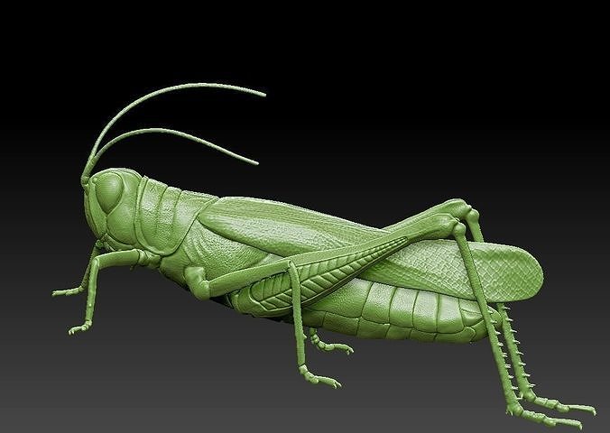 Grasshopper 3D model 3D printable | CGTrader