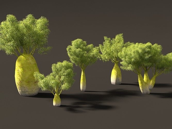 Brachychiton Rupestris Queensland Bottle Tree 01 3D model CGTrader
