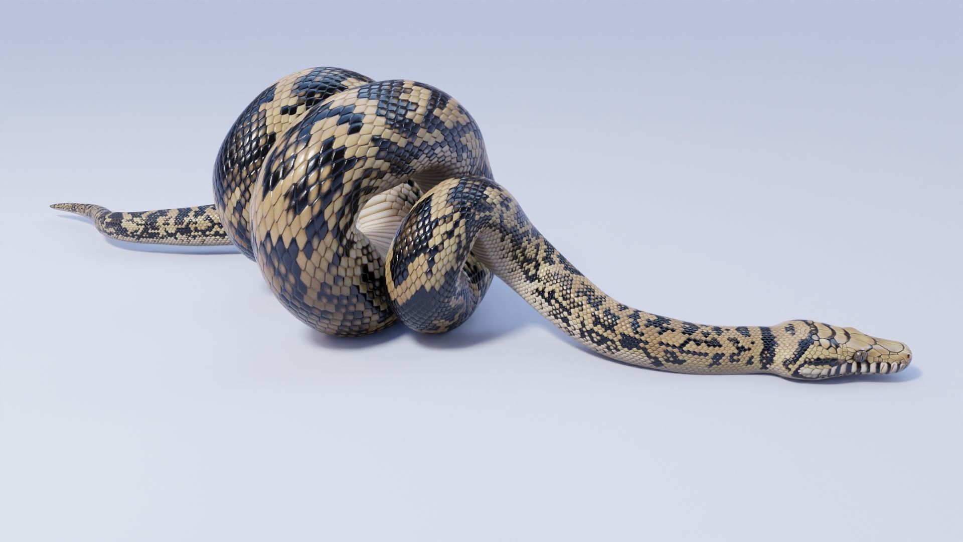 3D model Scrub Python - Static Poses VR / AR / low-poly | CGTrader