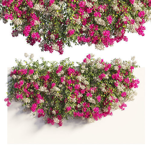 bougainvillea-plant-set-61-3d-model-cgtrader