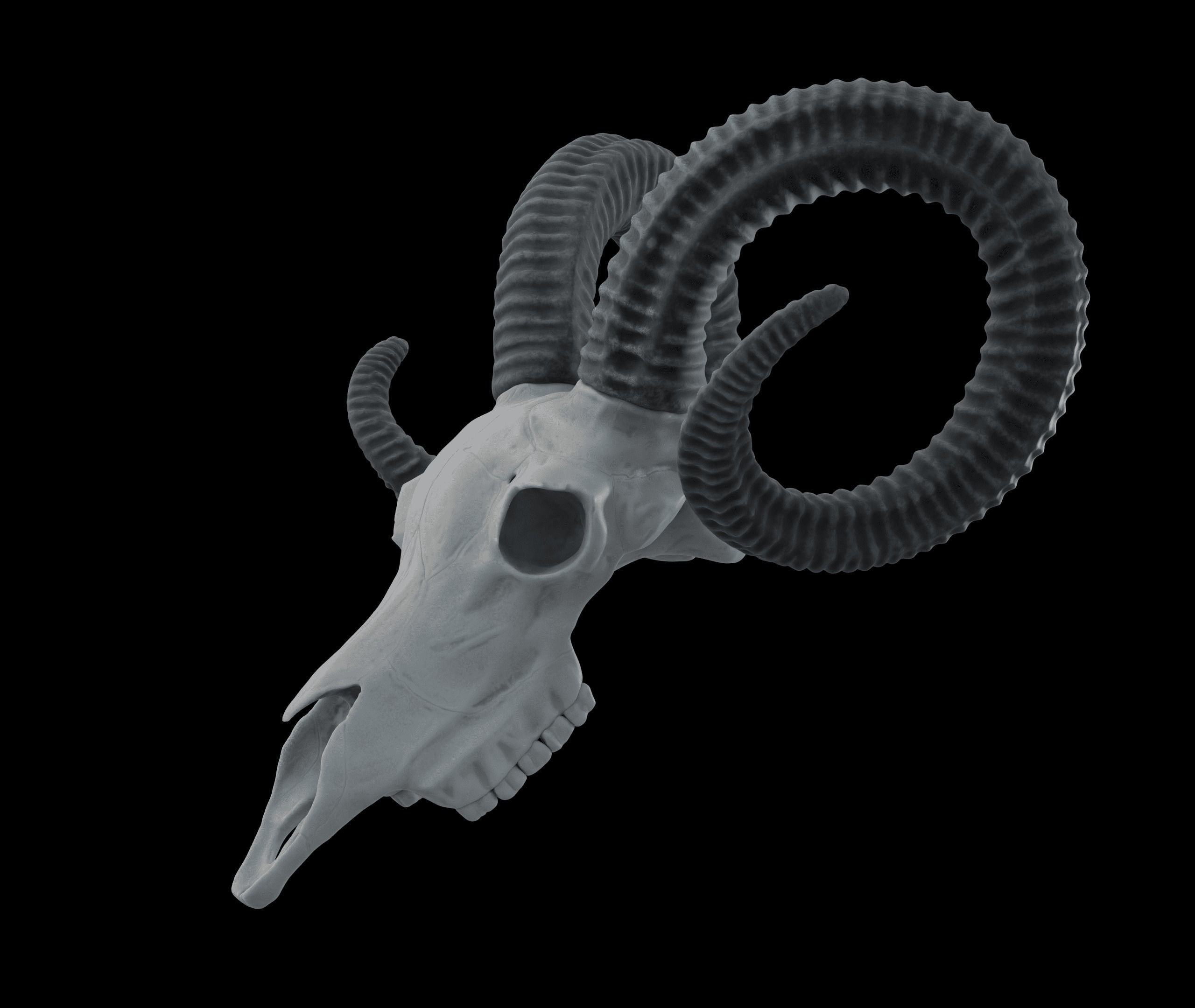 Ram Skull HighPoly free 3D model CGTrader