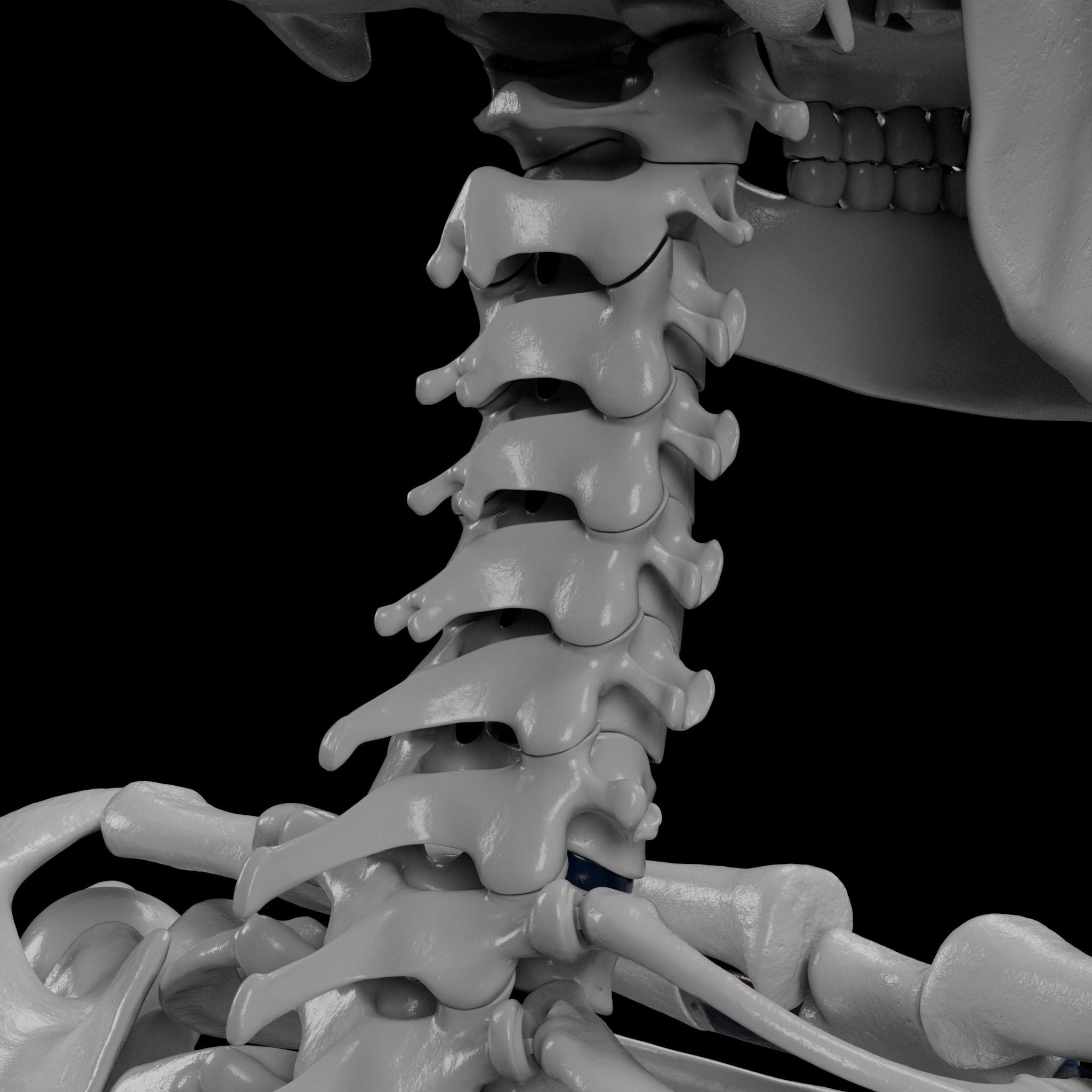Human Skeleton - 3D Printing 3D model 3D printable | CGTrader