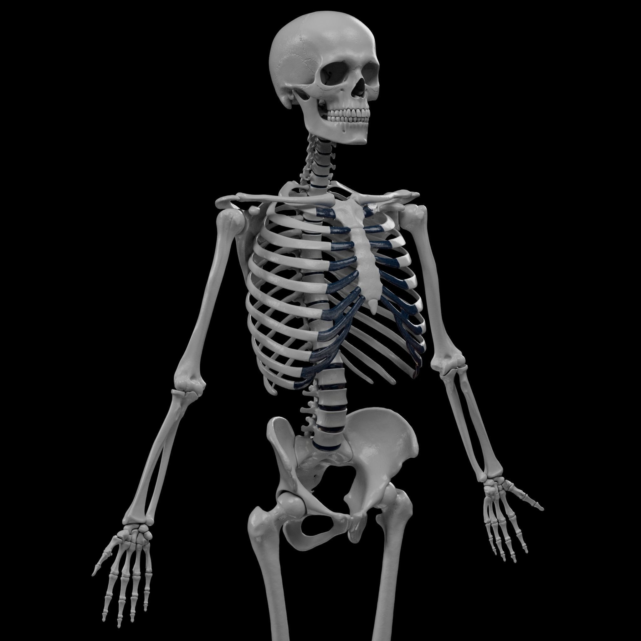 Human Skeleton - 3D Printing 3D model 3D printable | CGTrader