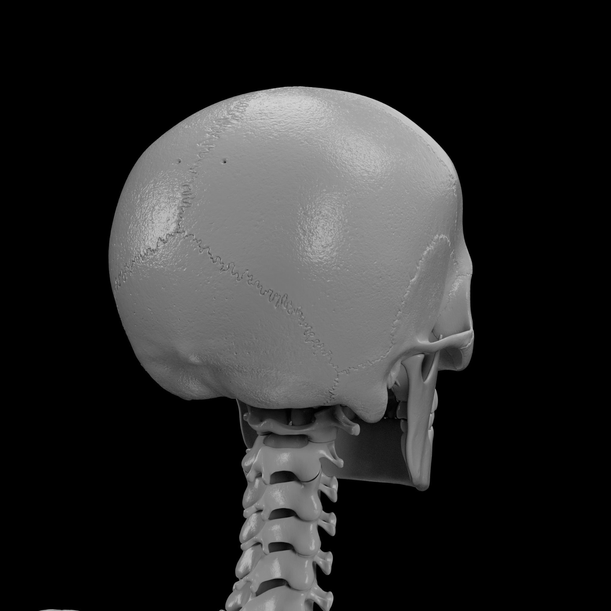 Human Skeleton - 3D Printing 3D model 3D printable | CGTrader
