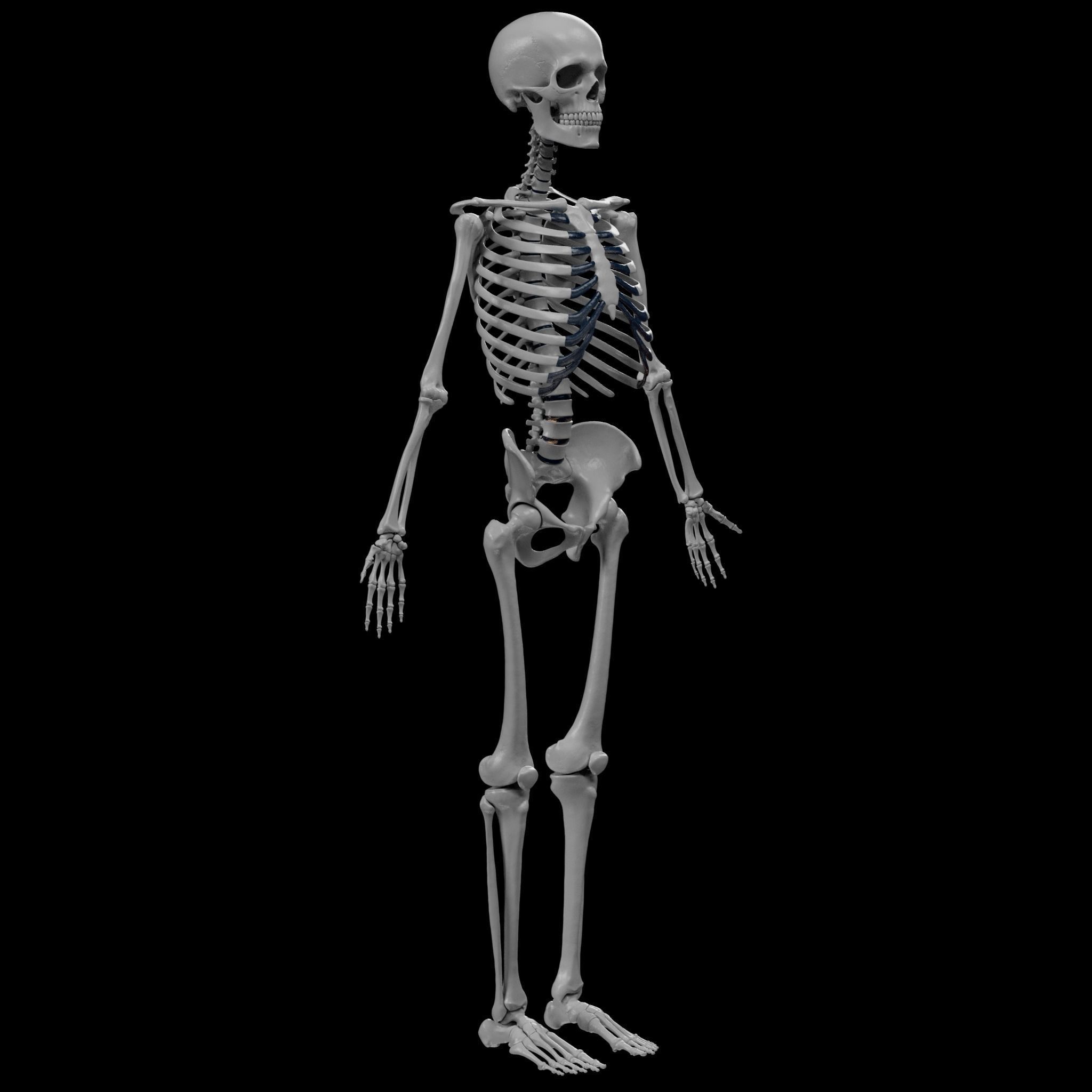 Human Skeleton - 3D Printing 3D model 3D printable | CGTrader