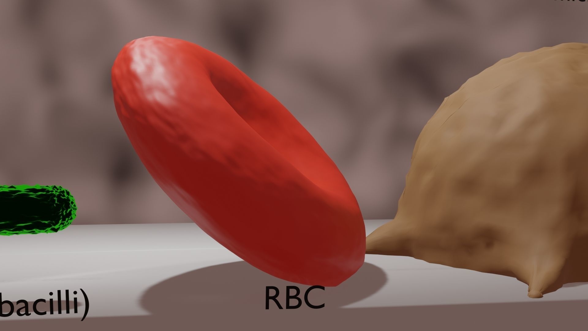 Macrophage RBC bacteria coronavirus in sizes 3D model | CGTrader