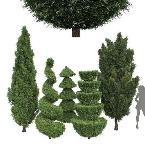 Juniperus chinensis Spartan Taylor Juniper Leyland cypress 3D model