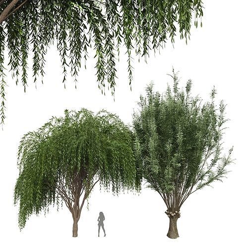 New Plant Weeping Pollard Willow Tree 3D model CGTrader