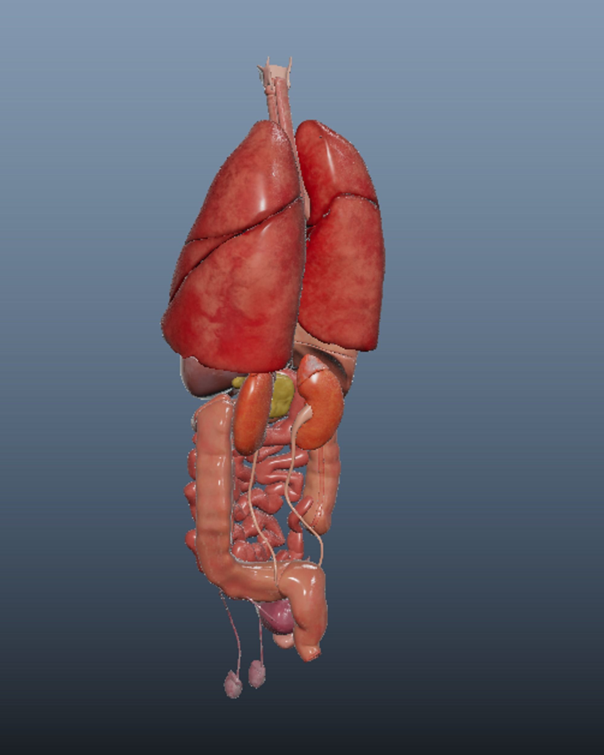 Human Body Internal Organs 3D Model At Kathleen Northcutt Blog