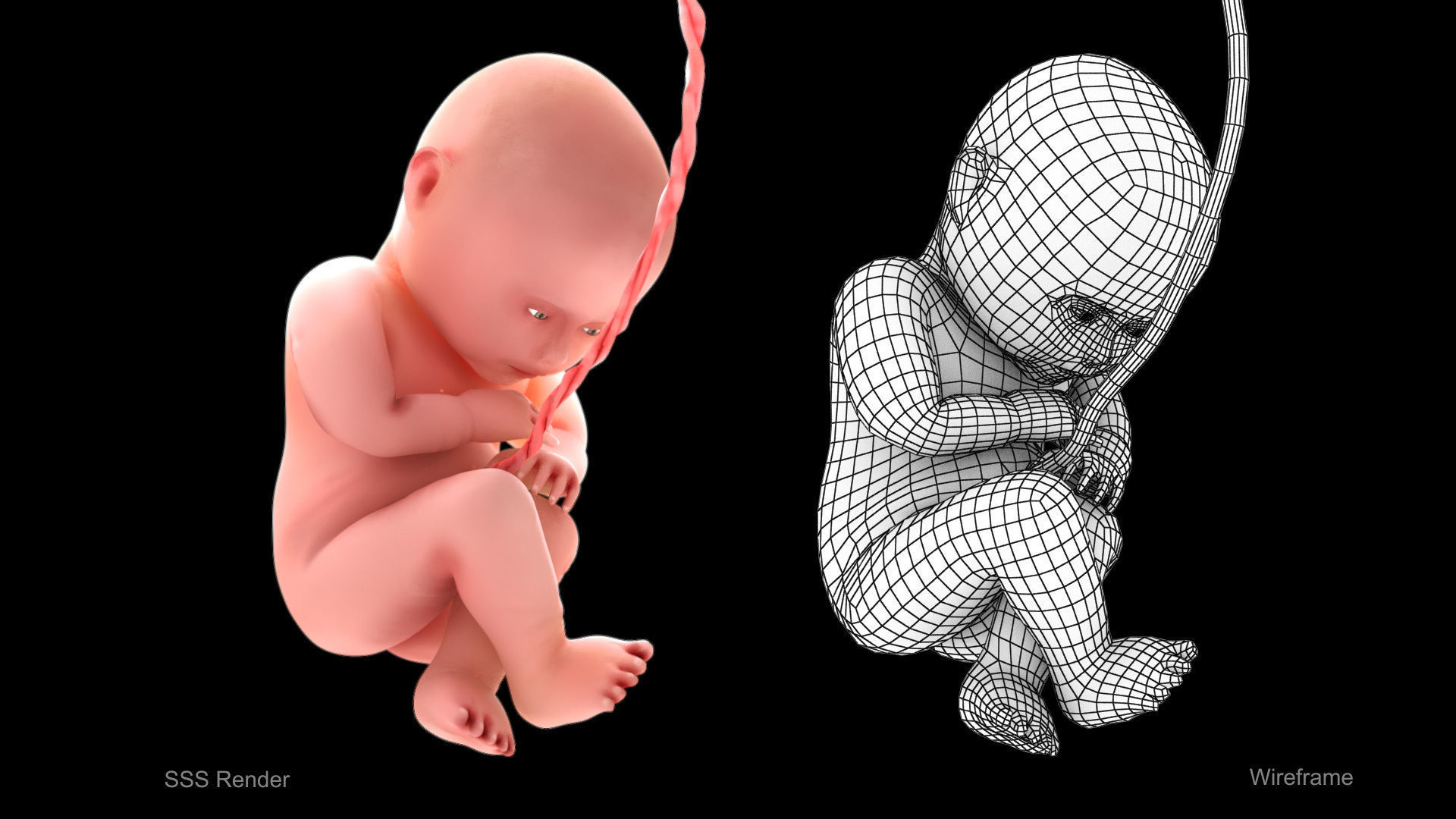 3D model Animated and Morphed Human Fetus VR / AR / low-poly | CGTrader