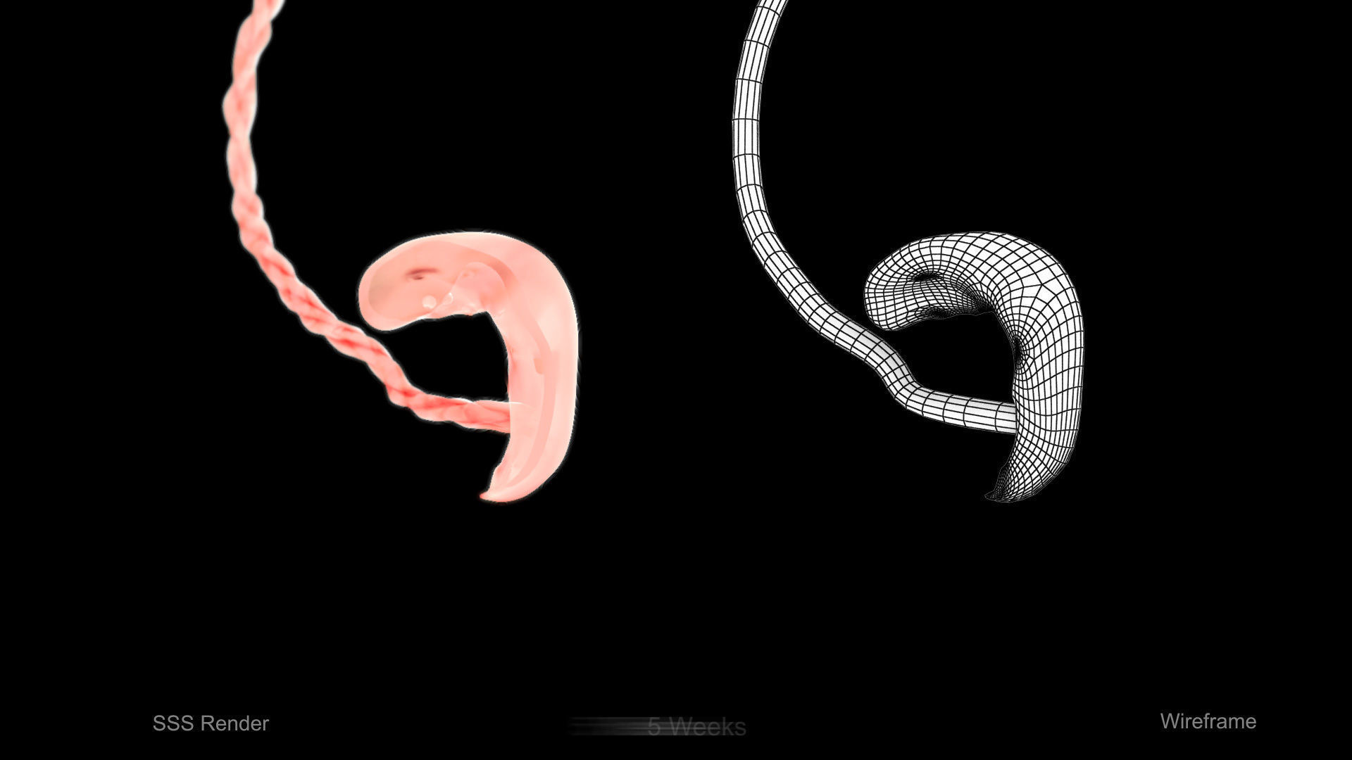 3D model Animated and Morphed Human Fetus VR / AR / low-poly | CGTrader
