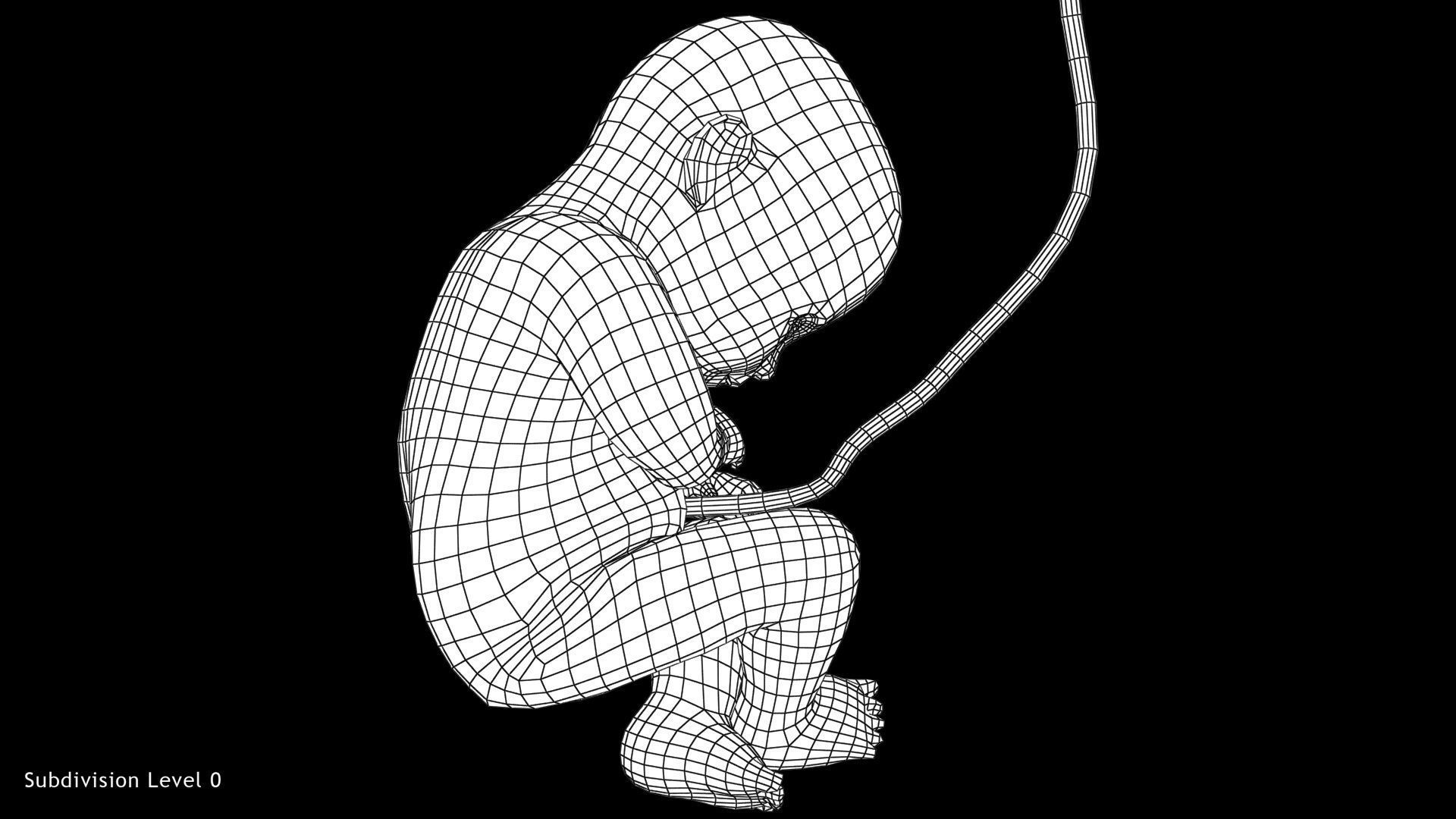 3D model 40 Weeks Human Fetus VR / AR / low-poly | CGTrader