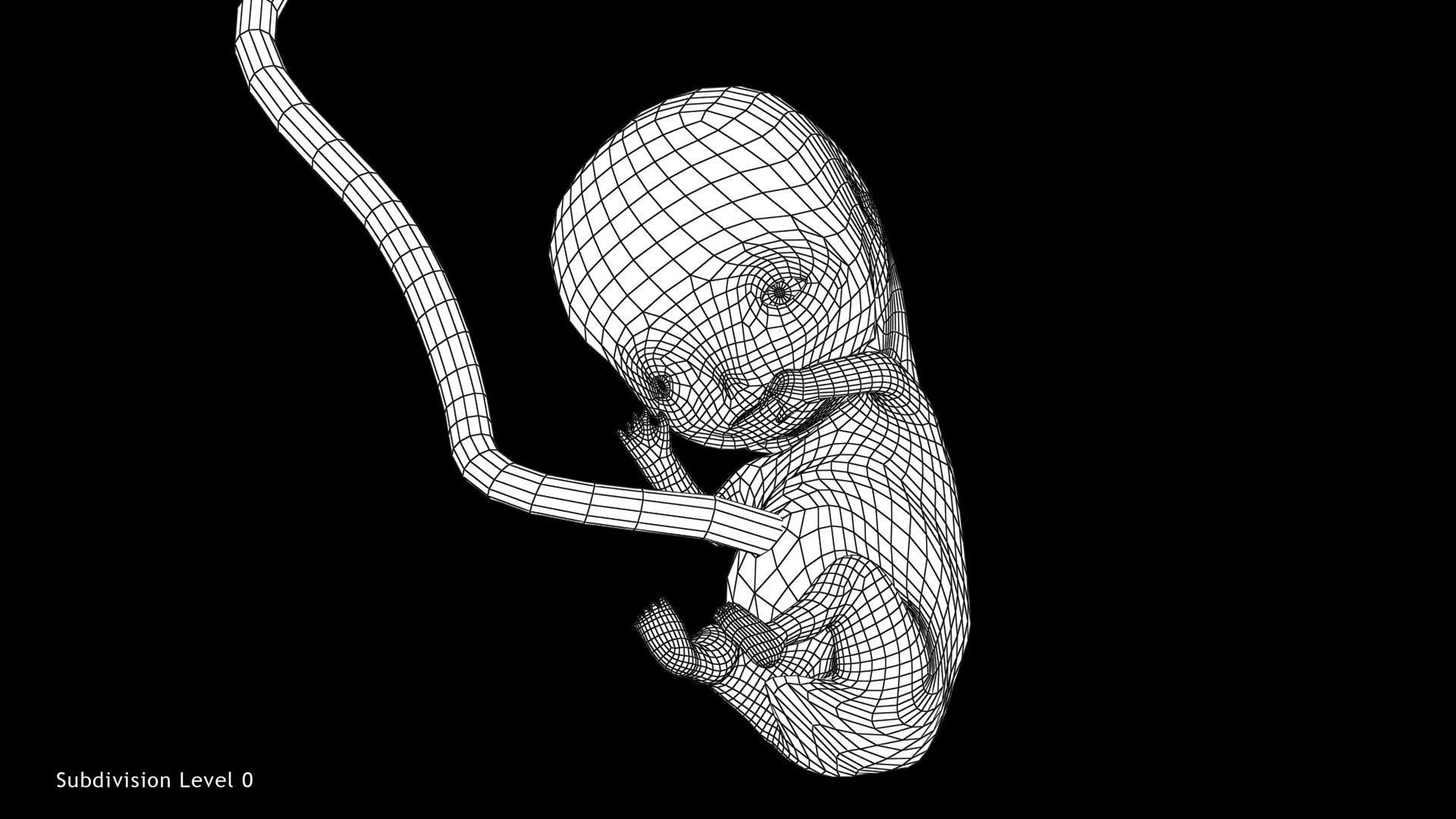 3D model 10 Weeks Human Fetus VR / AR / low-poly | CGTrader