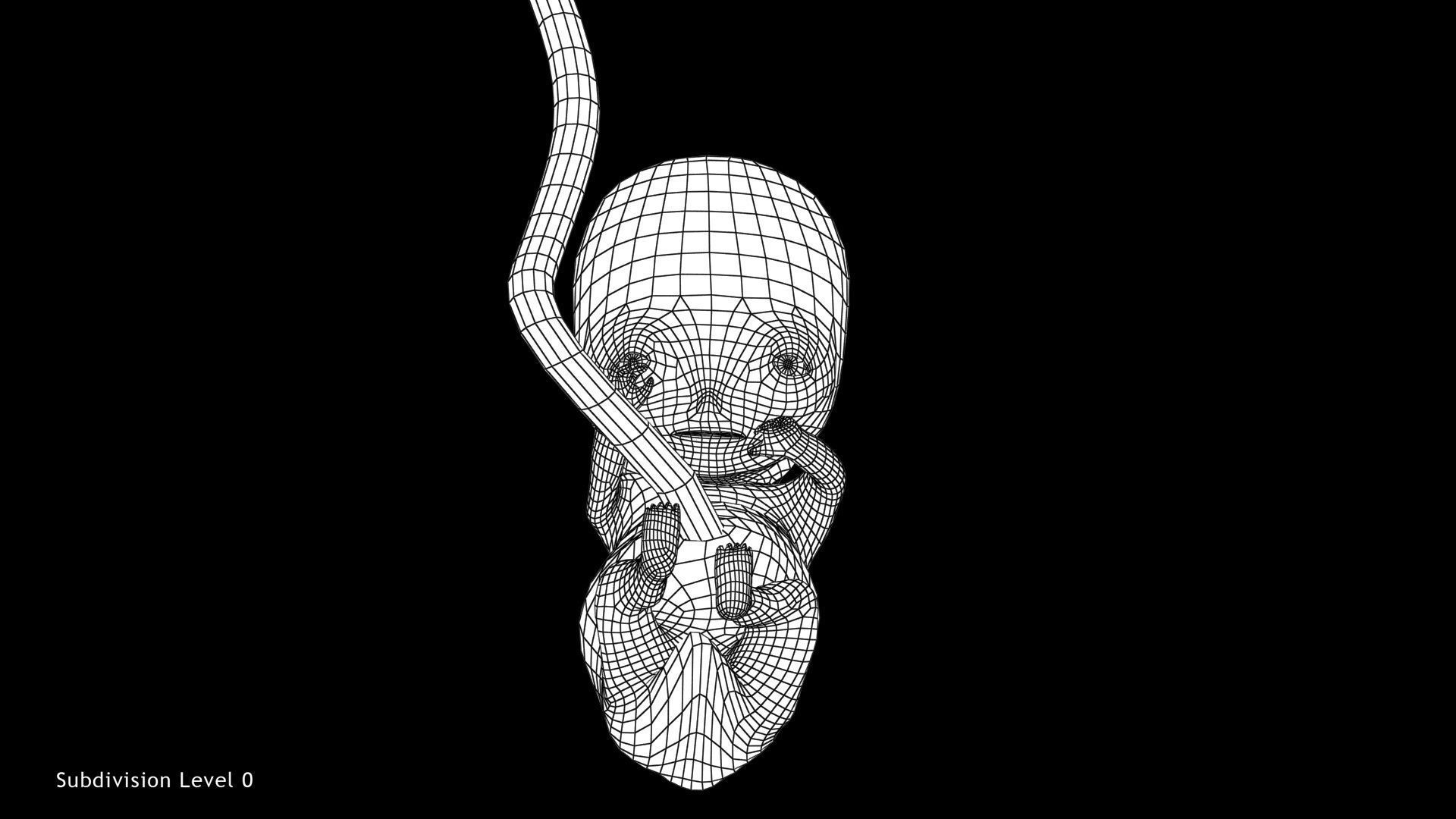 3D model 10 Weeks Human Fetus VR / AR / low-poly | CGTrader