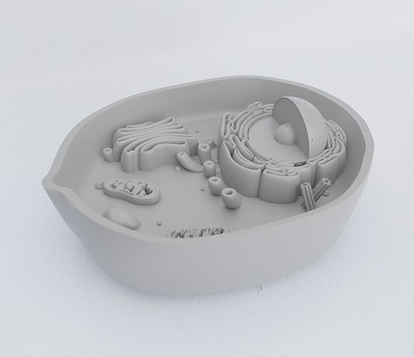 ANIMAL CELL 3D Model 3D Printable CGTrader Animal Cell 3d Model Ae8edfdd10
