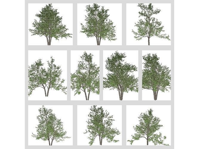 River Birch Tree Collection