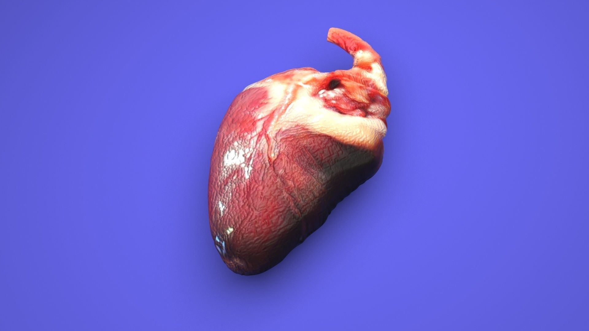Chicken Heart 3D model CGTrader