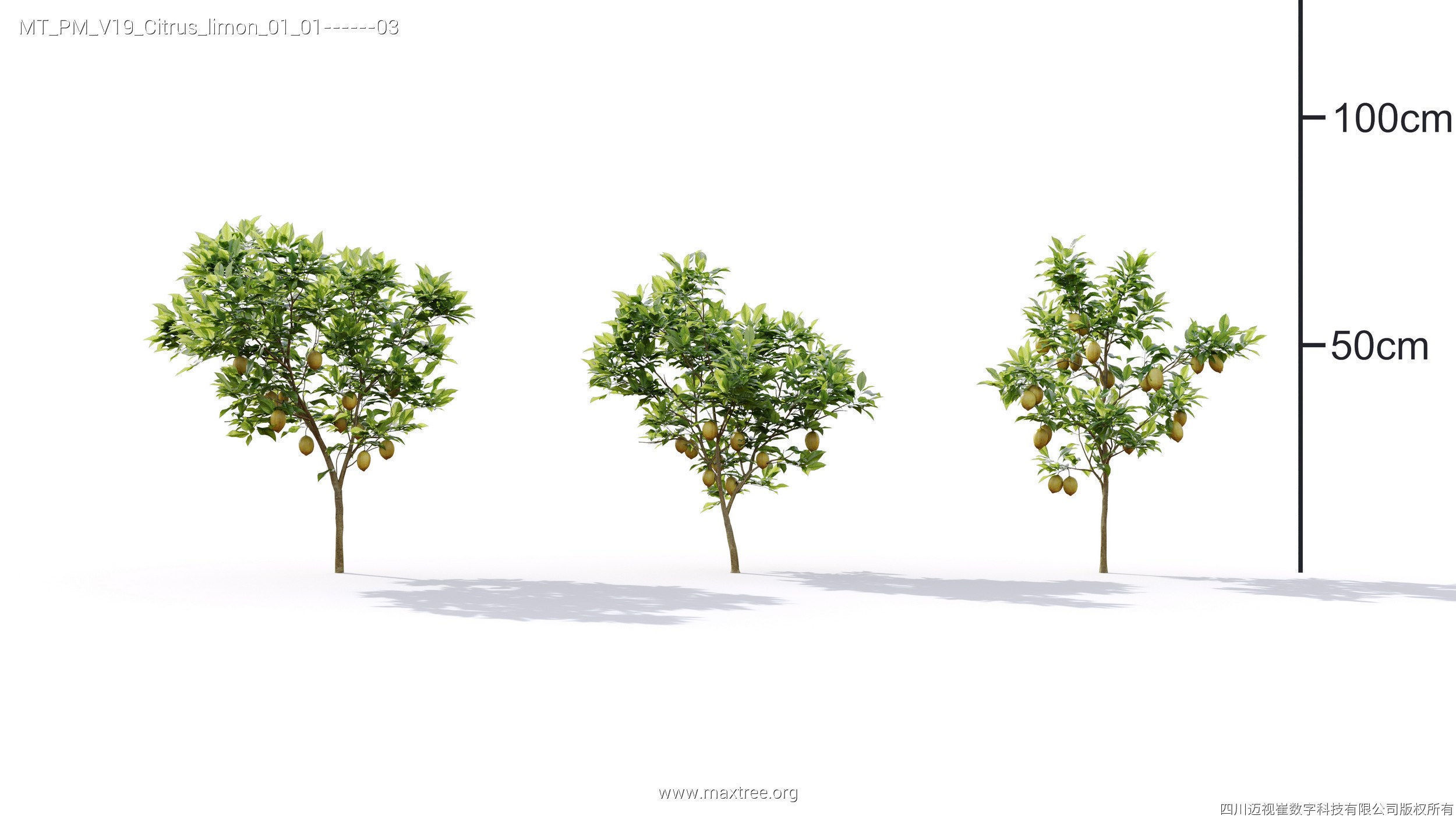Maxtree Plant Models Vol 19 - Mesh 3D model | CGTrader