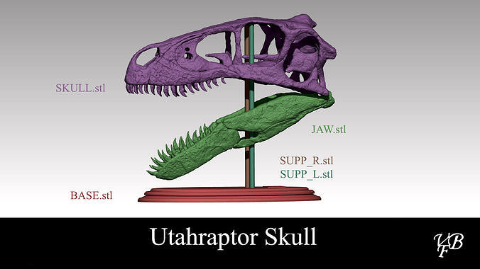 Utahraptor skull 3D model 3D printable | CGTrader