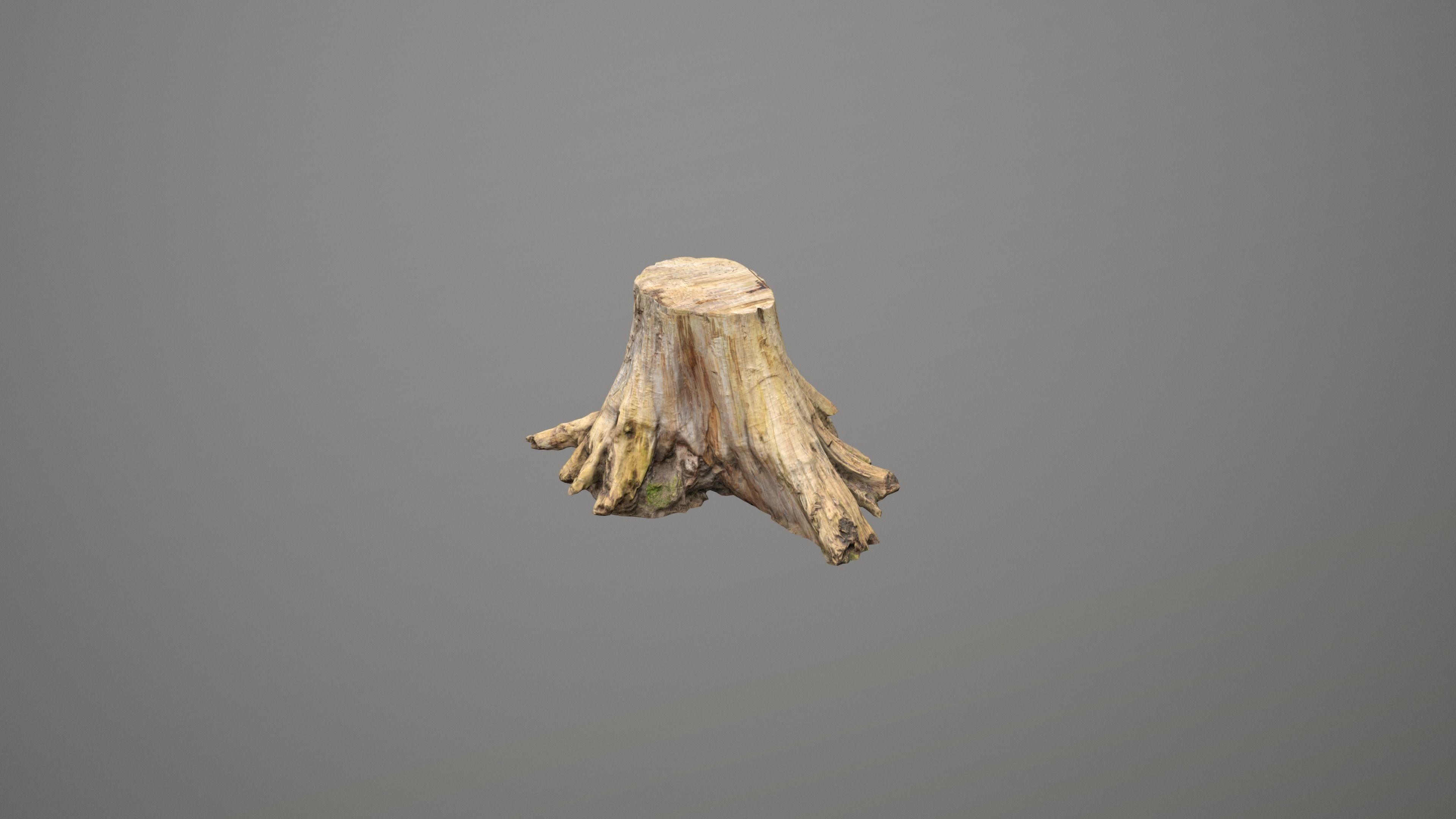 Tree Stump Modeling 3D model Big Tree Stump VR / AR / low-poly | CGTrader