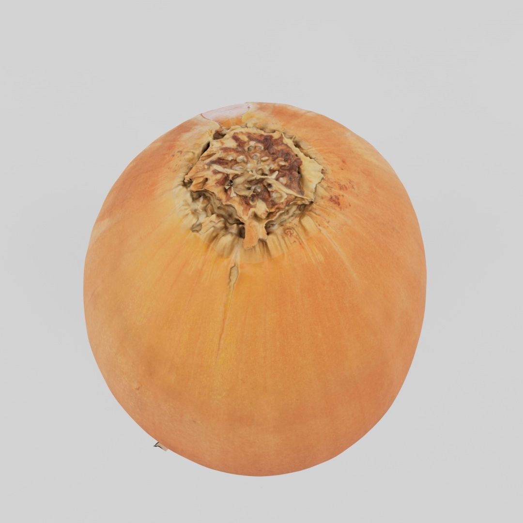 3D model fresh onion photoscan VR / AR / lowpoly CGTrader