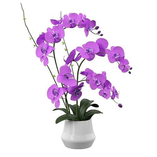 Phalaenopsis orchids 3D model CGTrader