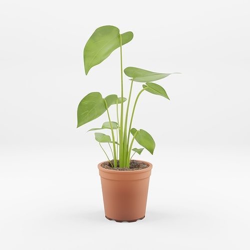 Swiss Cheese Plant 3D Model