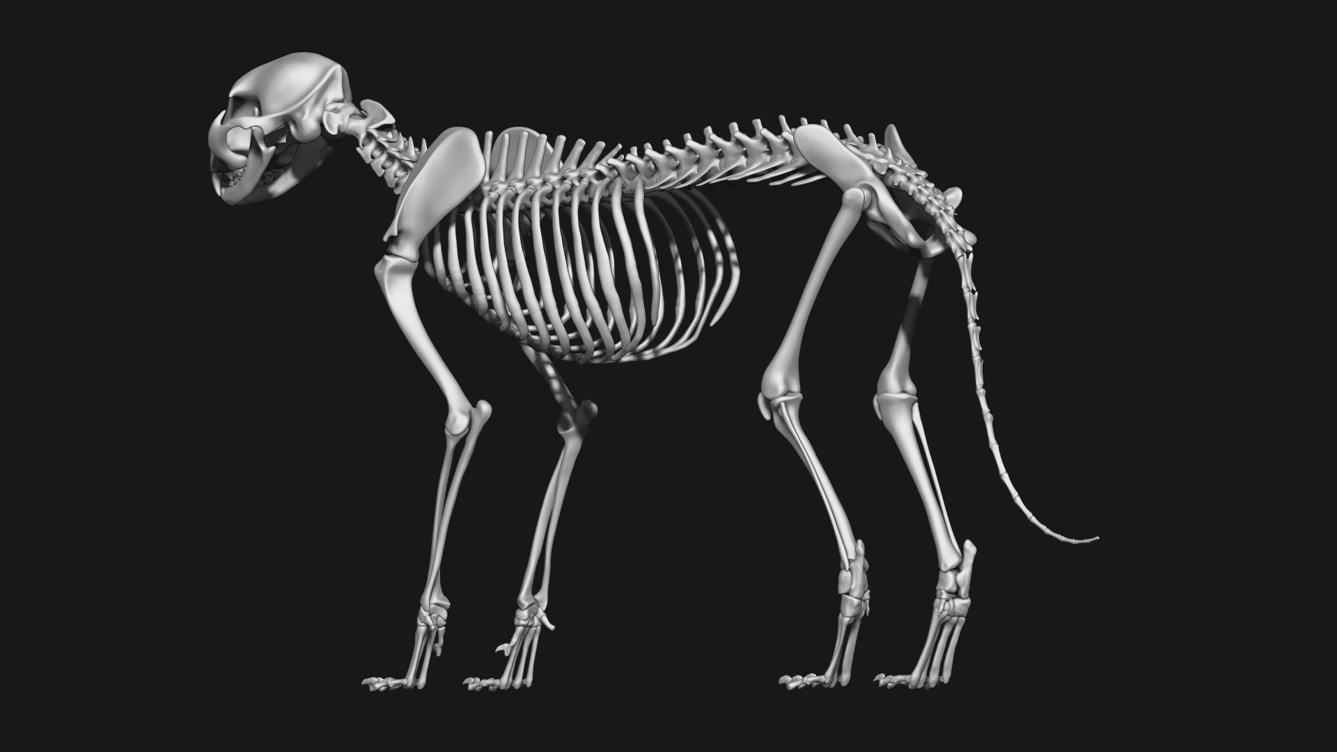 Cat and Dog skeleton 3D model CGTrader