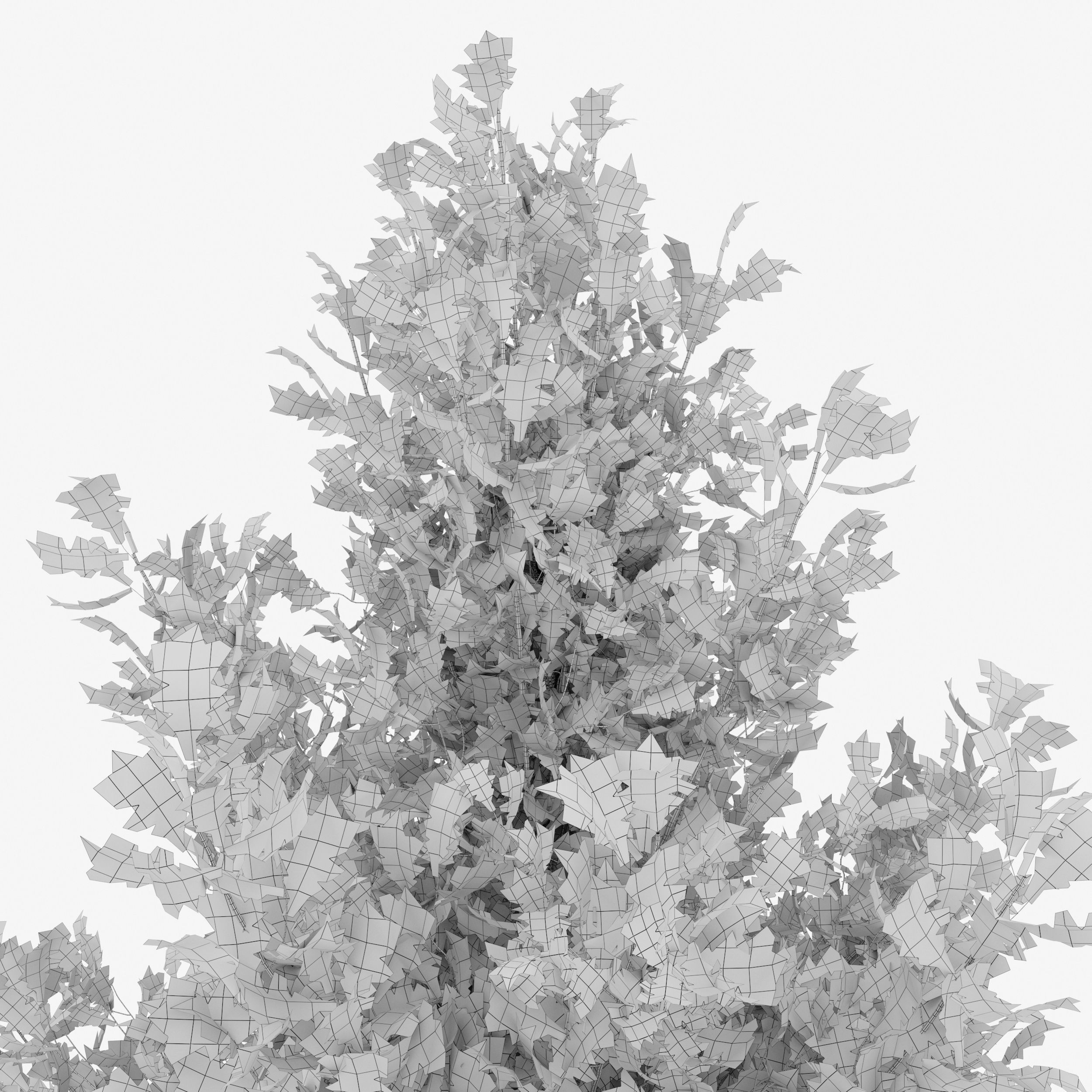 Pine And Oak:  Which Tree Is More Valuable? - psj76oz
