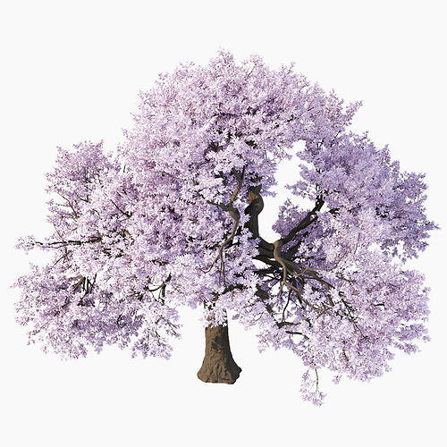 Cherry blossom tree vol 199 3D model | CGTrader