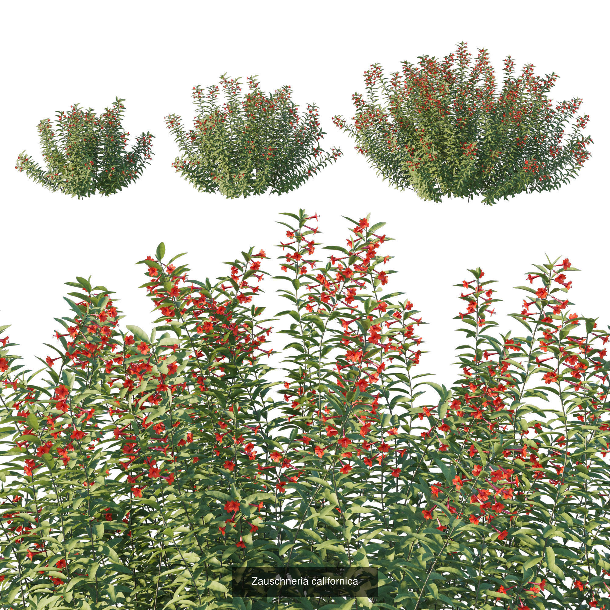 Garden shrubs plant 3D Model Collection CGTrader