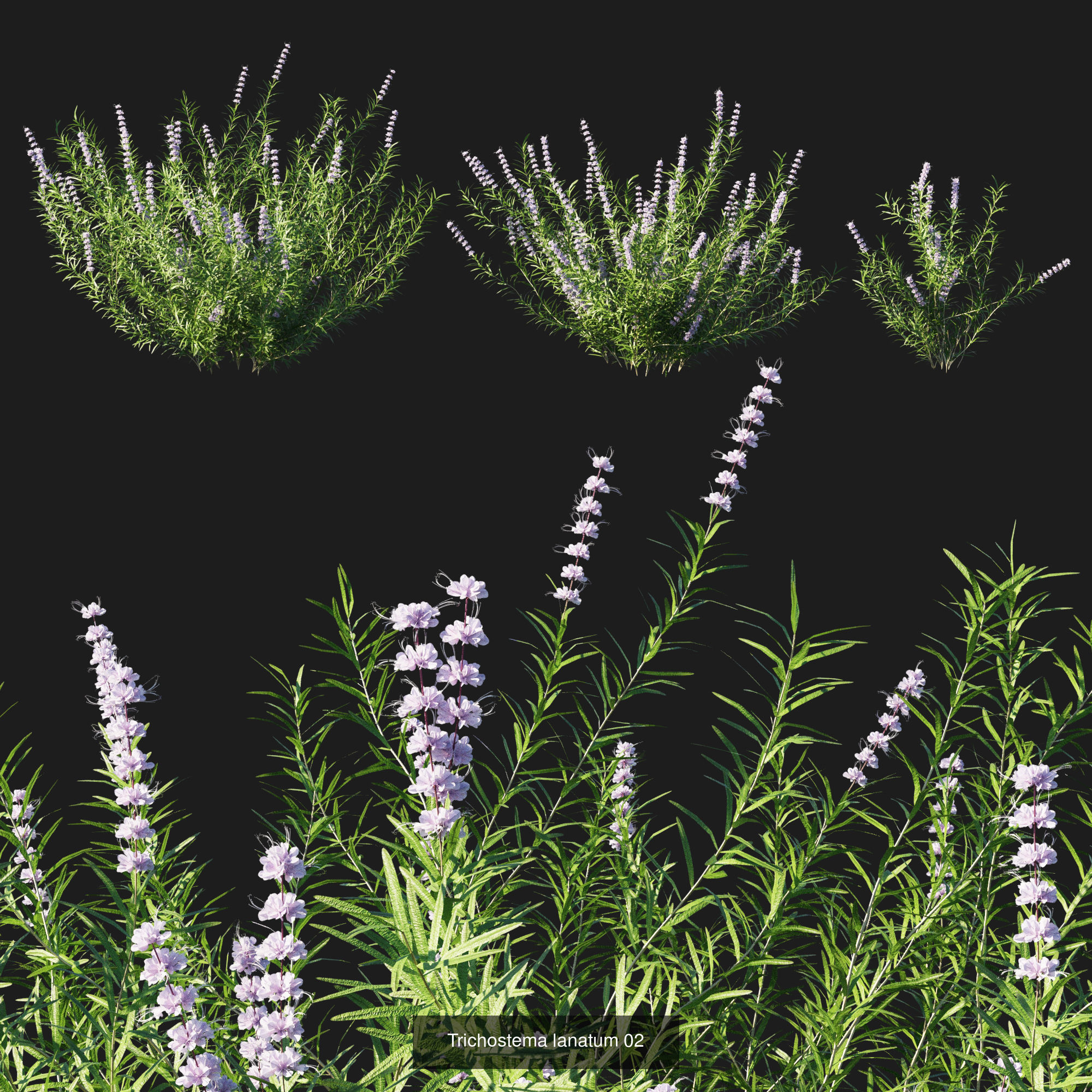 Garden shrubs plant 3D Model Collection CGTrader