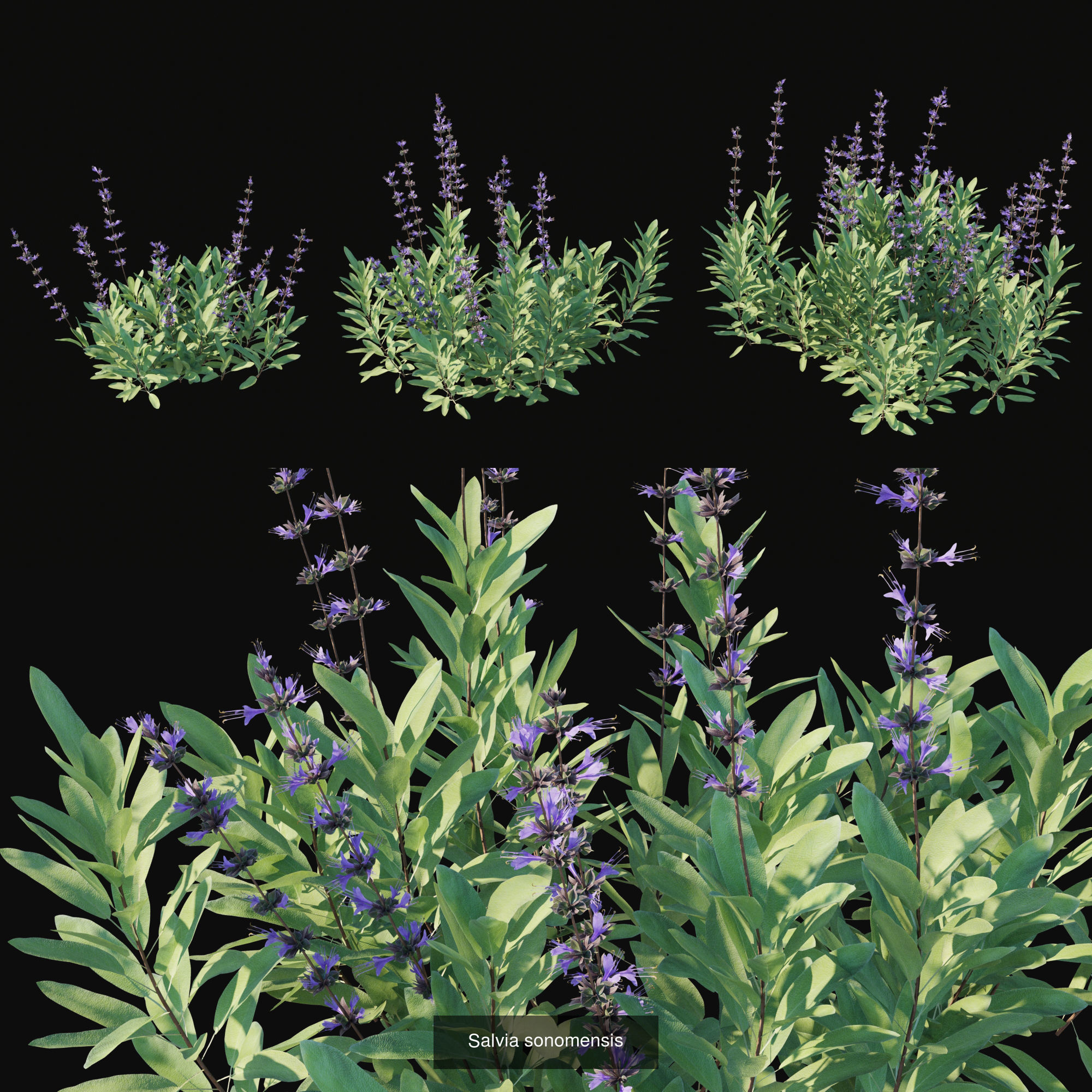 Garden shrubs plant 3D Model Collection CGTrader