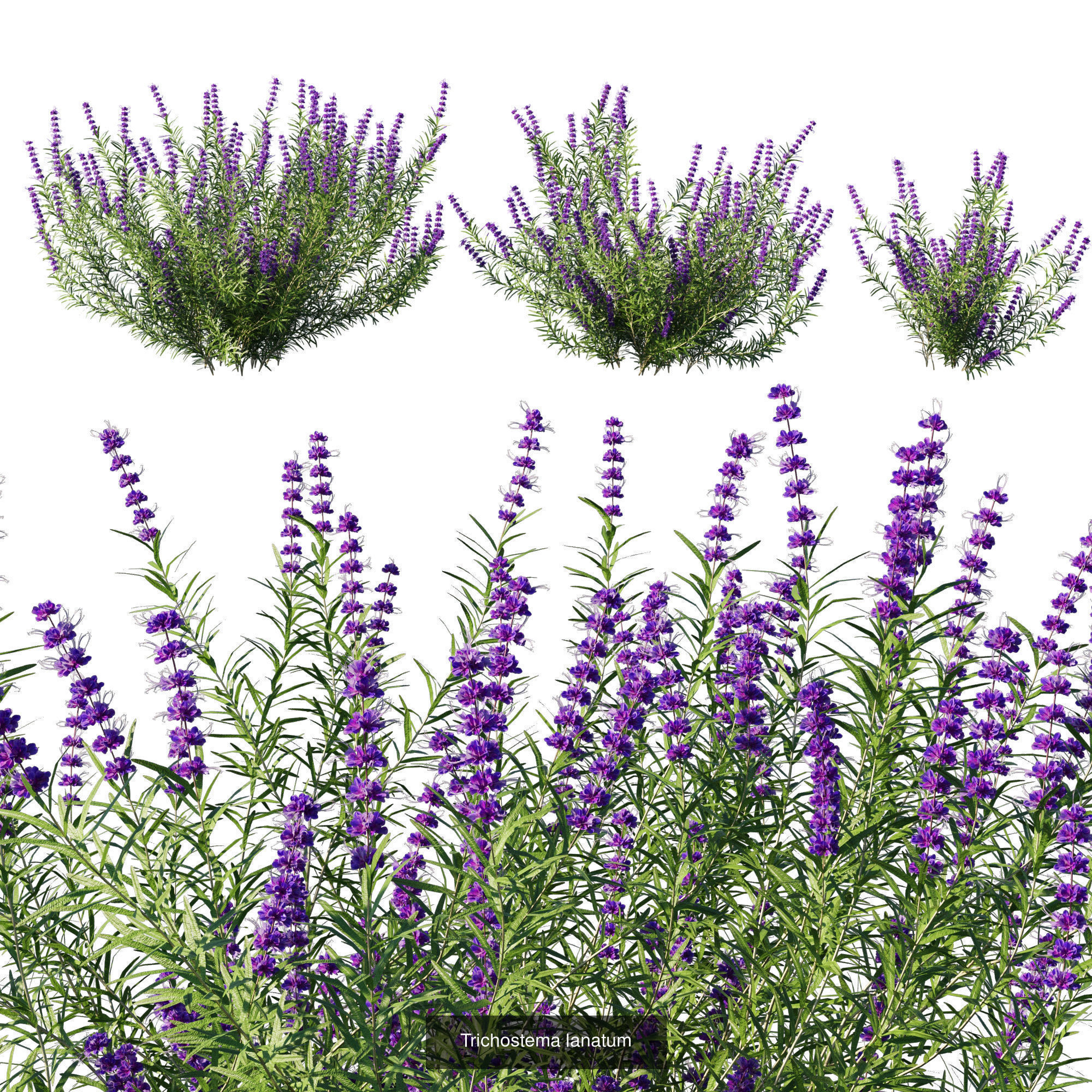Garden shrubs plant 3D Model Collection CGTrader
