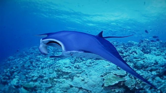 Mobula 3D model | CGTrader