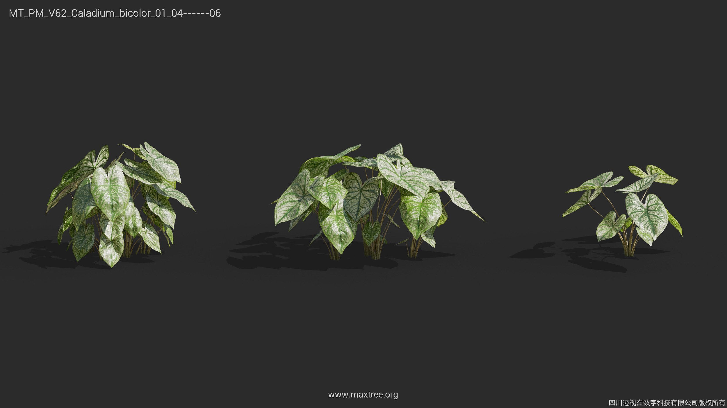 Maxtree Plant Models Vol 62 - Mesh 3D model | CGTrader