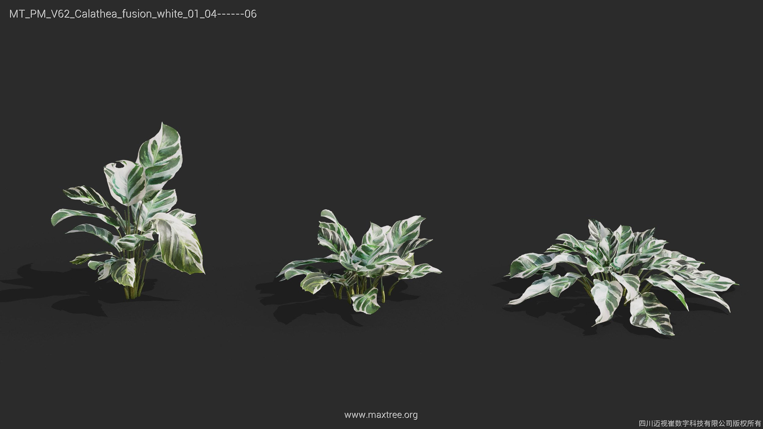 Maxtree Plant Models Vol 62 - Mesh 3D model | CGTrader