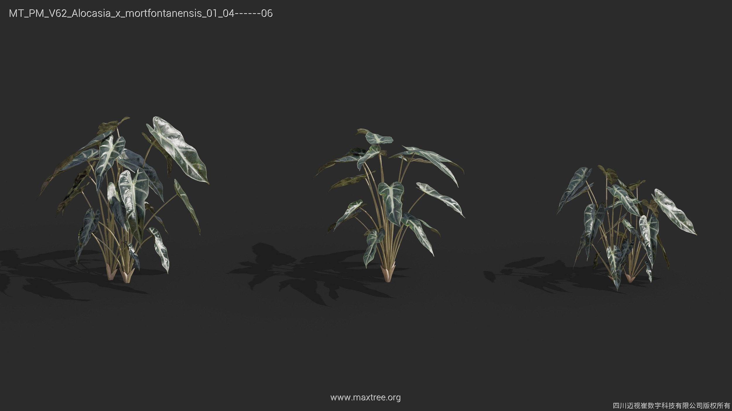 Maxtree Plant Models Vol 62 - Mesh 3D model | CGTrader